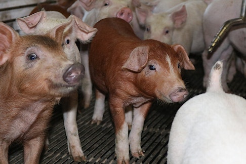 Webimage 17 EBD5 D5 9 C0 F 4 E98 A0 DEEB2 C421 D2394